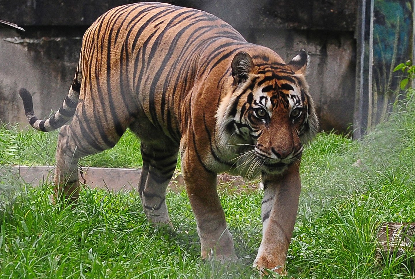 Harimau Sumatera Termasuk Hewan Langka di Indonesia