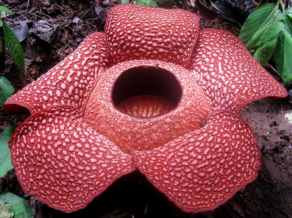 bunga langka rafflesia arnoldii