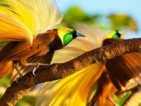 Cendrawasih, Burung Surga dari Papua yang Memukau