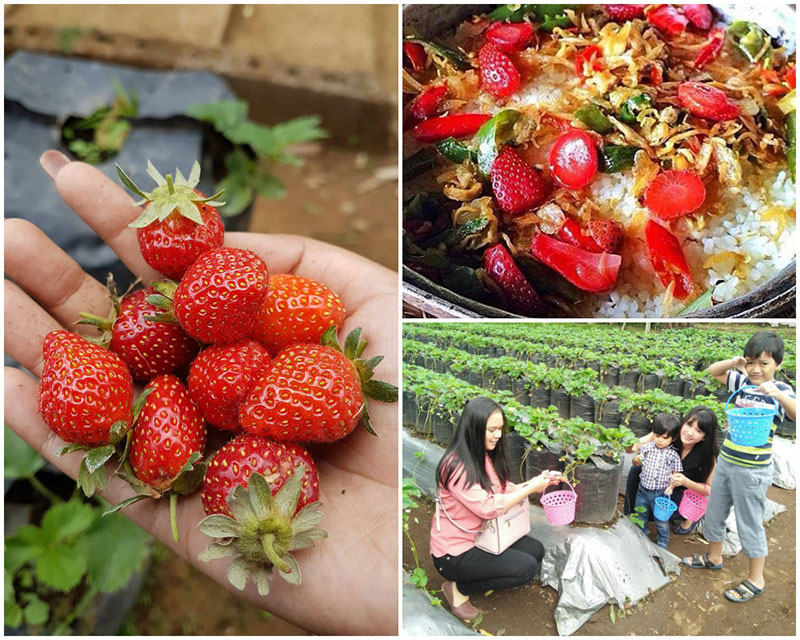 Tempat Wisata di Bandung - Natural Resto dan Strawberry Land
